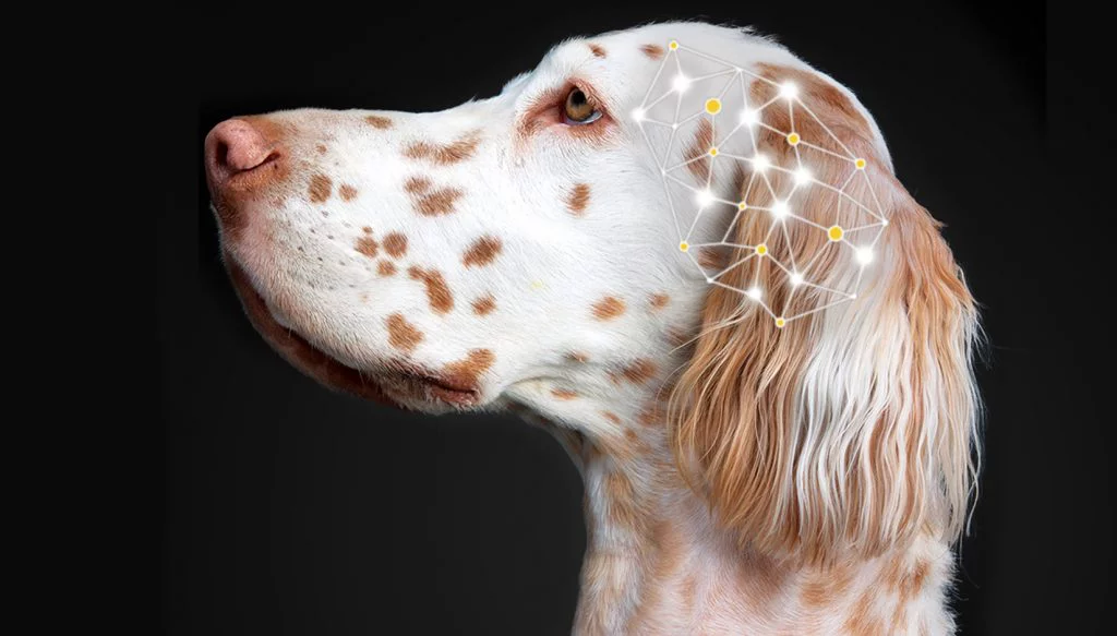 Epileptic Seizures In Dogs Changing The Diet