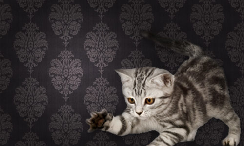 Kitten against brown pattern wallpaper background
