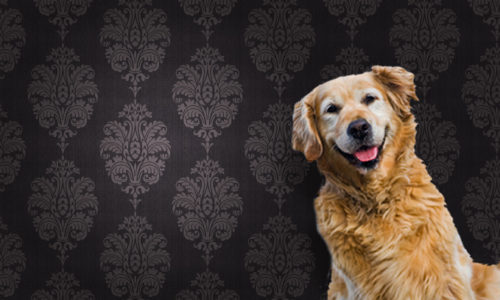 Golden Retriever dog against brown pattern wallpaper background