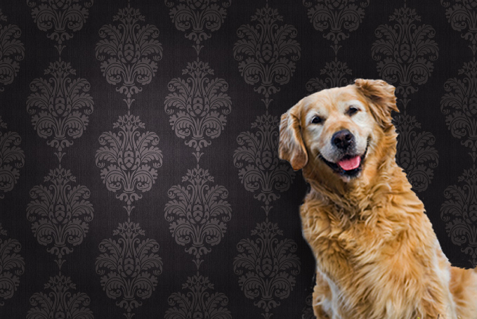 Golden Retriever dog against brown pattern wallpaper background