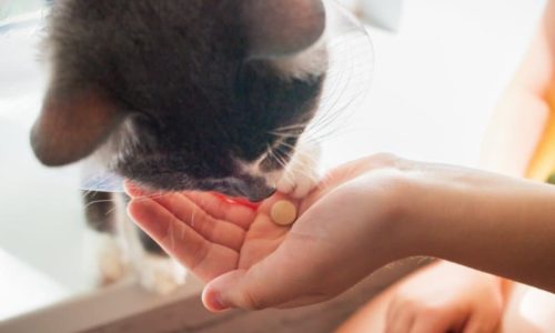 cat smelling pills