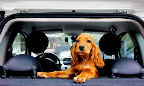 Dog in a car