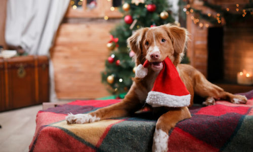 Best Holiday Gifts for Pets