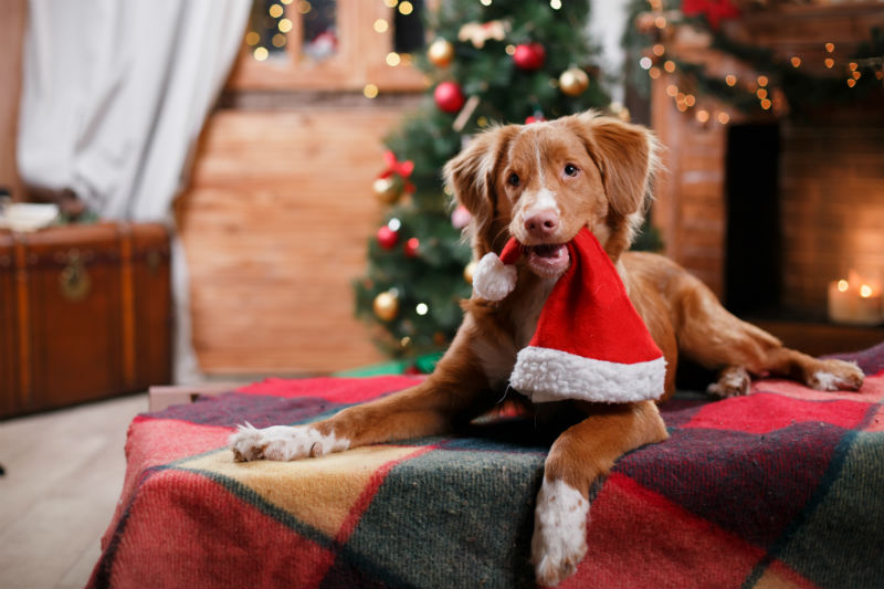Santa Claus is Coming... For Pets Too! - North Hill Animal Hospital