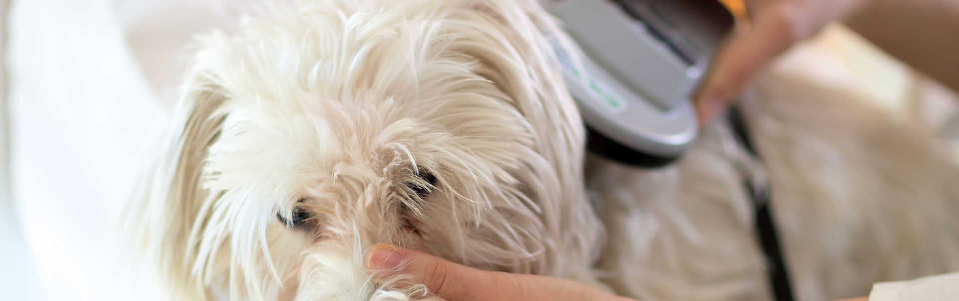 Microchipping a Dog - North Hill Animal Hospital