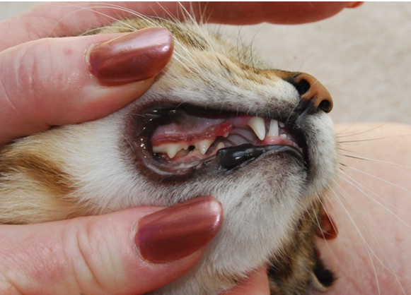 Owner examining cat's mouth
