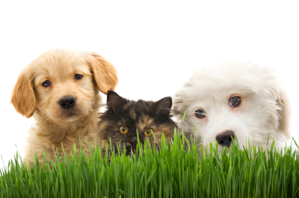 Two dogs and a cat with grass and a white background
