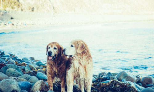 Two dogs by the lake