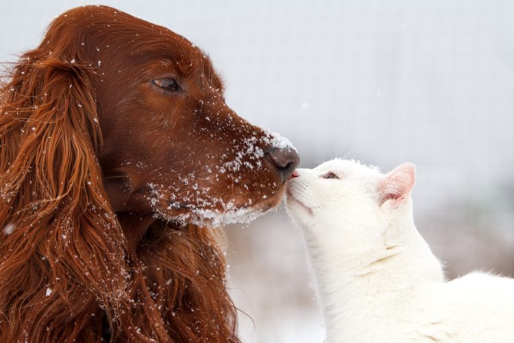 Tips To Keep Your Pet Safe This Winter - North Hill Animal Hospital