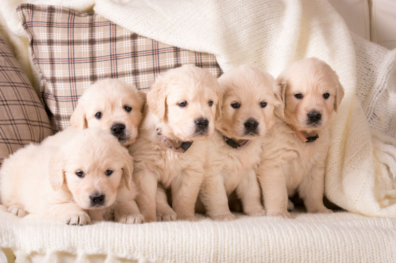 Socialization - The Key To A Puppy's Future