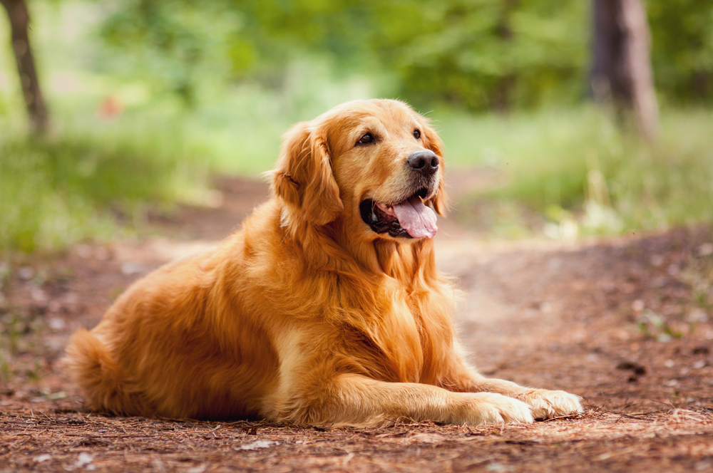 Golden Retriever dog outdoors