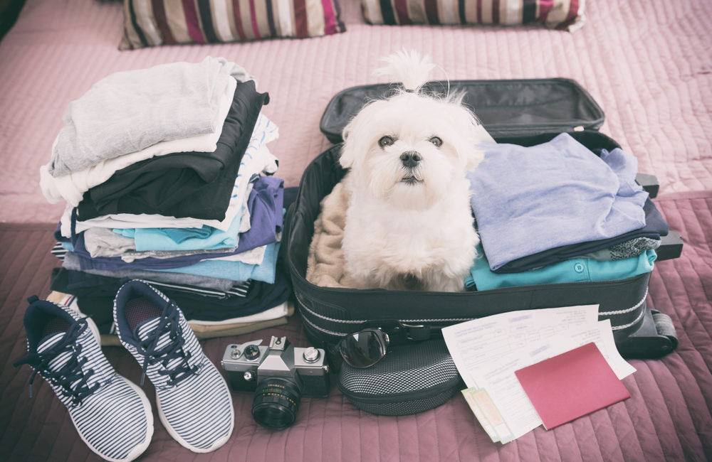 dog sitting in suitcase