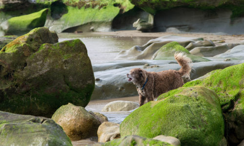 a dog stands in a moving river