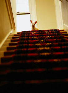 Dog looking down at the top of the stairs
