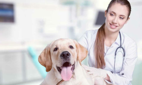 The Important of Veterinary Technicians