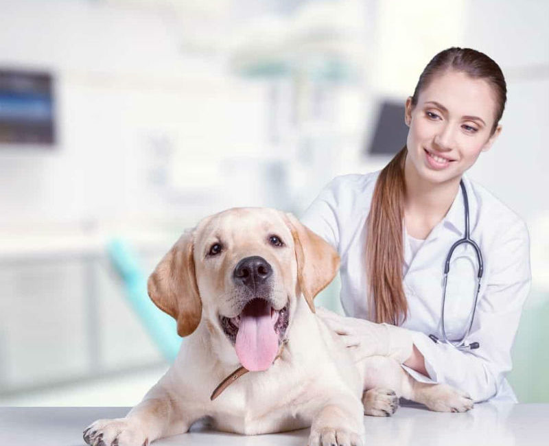 The Important of Veterinary Technicians